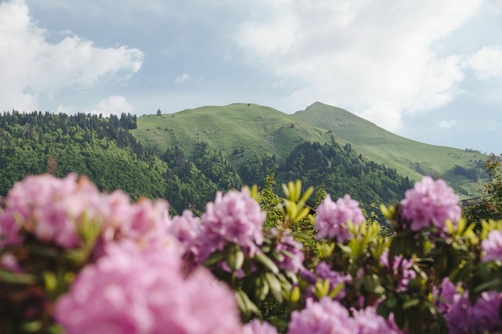 <center> Vegetal'titude, votre paysagiste proche de chez vous. .